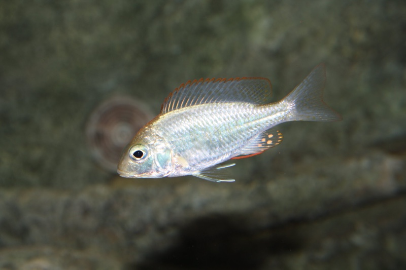 Lethrinops auritus 'Otter Point'